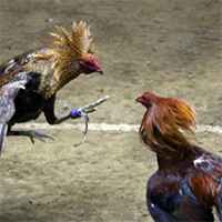 Đá Gà Cựa Sắt Mới Nhất 13 Kinh nghiệm đá gà 6