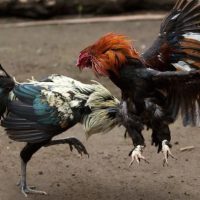 Đá gà trực tuyến - những lưu ý để luôn thắng mọi trận cược 1 Đá gà trực tuyến - những lưu ý khi chơi để luôn thắng mọi trận cược