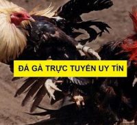 Đá gà trực tuyến - Thủ thuật tránh những "nhà cái lừa đảo" 9 Cược chấp bóng đá 5