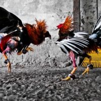 Đá gà cựa dao - hình thức đá gà thu hút nhiều người chơi 8 Cược chấp bóng đá 4