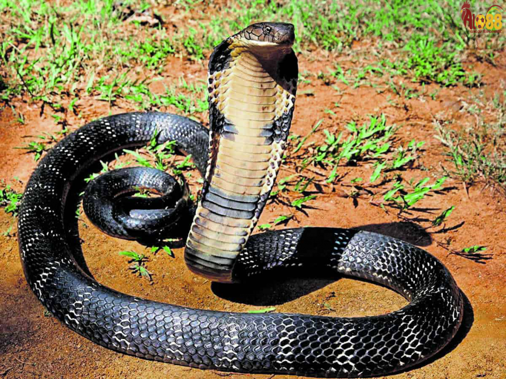 mơ thấy rắn cắn