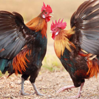 Cách Xem Màu Mạng Gà Đá Theo Ngày 3