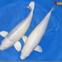 mơ cá trắng đánh con gì