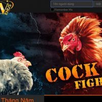 Hướng dẫn cách chơi, xem trực tiếp đá gà đơn giản 4 dịch vụ hỗ trợ khách hàng 4