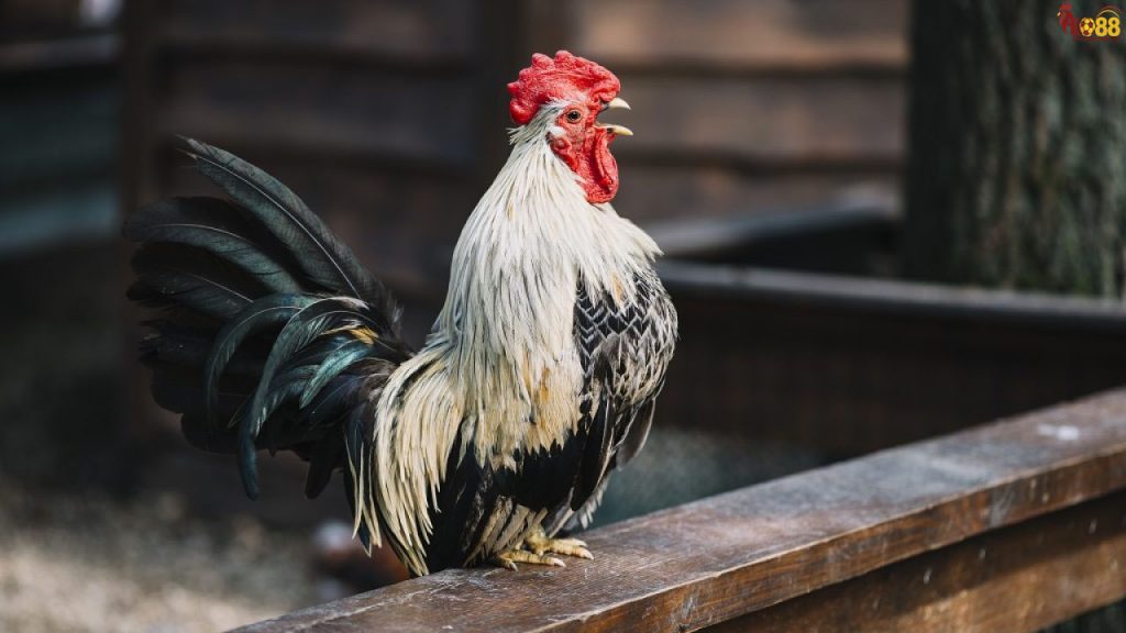 mơ thấy rụng tóc 10