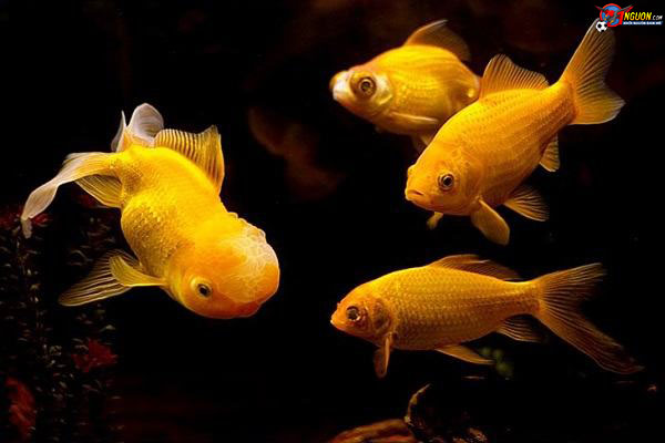 mơ thấy rụng tóc 7