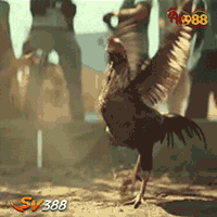 sv388-alo88-da-ga-hay