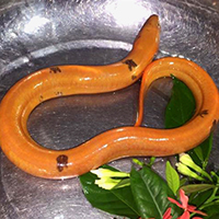 mơ thấy trúng số 4