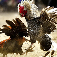 Đá Gà Đòn Đấu Trường Thomo Gà Đòn Quốc Tế Uy Tín Hàng Đầu 3 gà đòn thomo 3