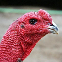 Gà Đòn Khác Gà Đá Như Thế Nào? Gà Đòn Là Cách Đá Gà Truyền Thống Của Nơi Đâu? 5 game saba 5