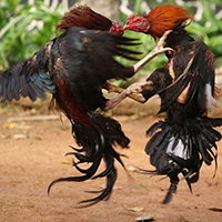 Sự Khác Nhau Trong Cách Chơi Và Ngoại Hình Của Thomo Gà Đòn Với Gà Tre 2 gà đòn thomo 2