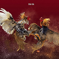 Bạn Có Thể Xem Trực Tiếp Đá Gà Đòn Ở Đâu? 7 game saba 7