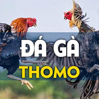Đá Gà Đòn Việt Nam Và Đá Gà Đòn Thomo Là Gì? 6 game saba 6