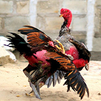 Gà Đòn C1 Nghĩa Là Gì? Gà Đòn C1 Trực Tiếp Và Trực Tuyến 3 game saba 3