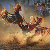 Gà Đòn Thomo Là Gì? Cách Chơi Như Thế Nào Và Ở Đâu? 4 game saba 4