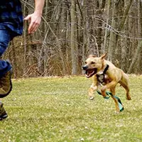 mơ thấy ăn uống 3