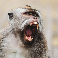 mơ thấy cá chép 6