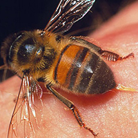 mơ thấy cá chép 4