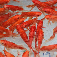 mơ thấy cá chép 1