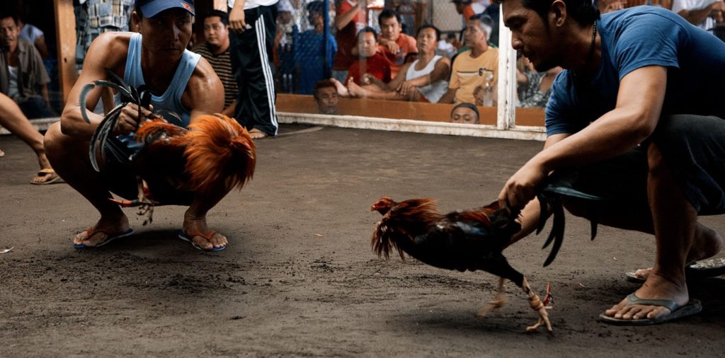 Xem đá gà Thomo mới nhất ở đâu chất lượng? 5 bắn cá xèng đổi thưởng 5