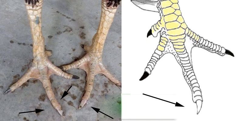 Cách Chữa Gà Bị Kén Nước 6