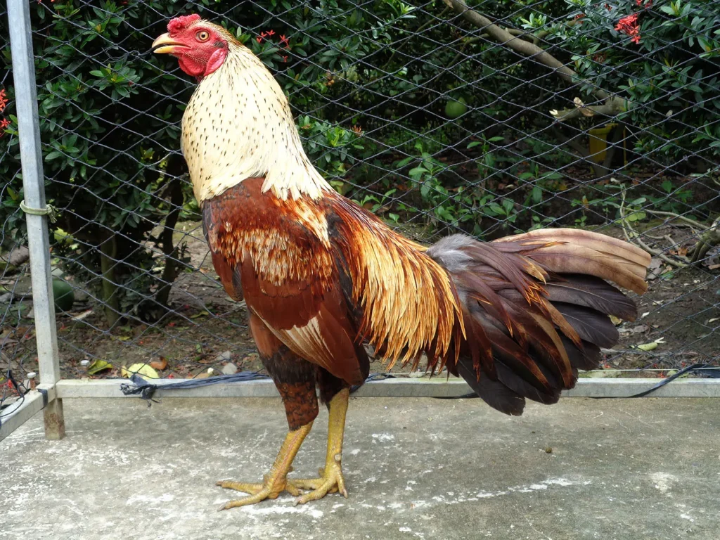 Cách Chữa Gà Bị Kén Nước 5