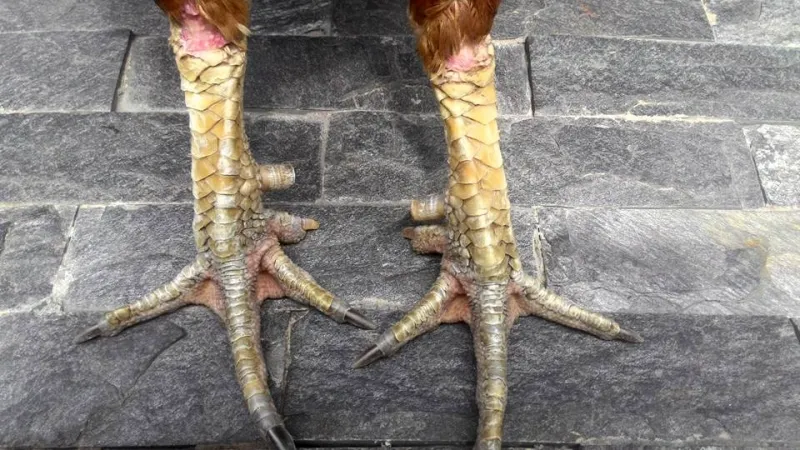 Cách Chữa Gà Bị Kén Nước 8