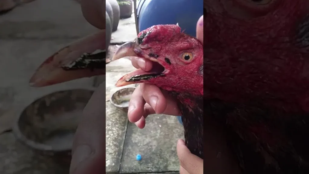Cách Chữa Gà Bị Kén Nước 1