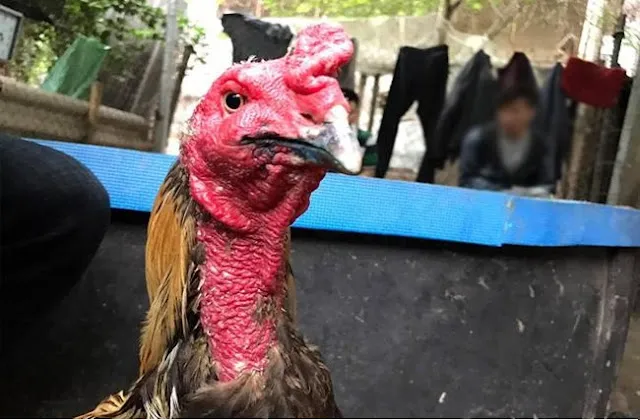 Cách Chữa Gà Bị Kén Nước 4