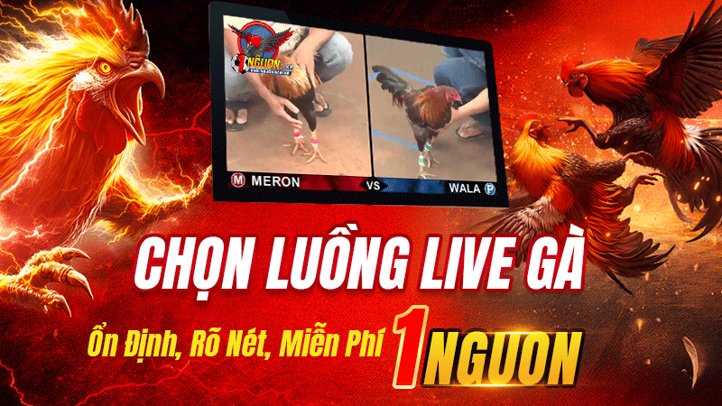 Chọn Luồng Live Gà 1Nguon – Ổn Định, Rõ Nét, Miễn Phí
