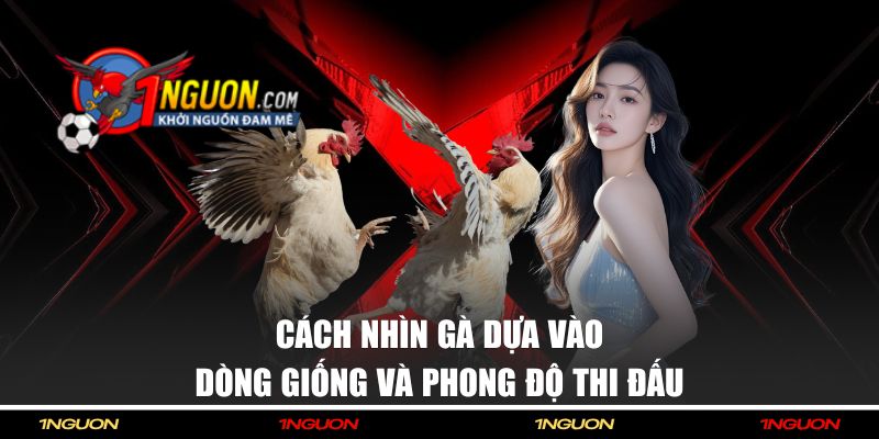 Cách nhìn gà dựa vào dòng giống và phong độ thi đấu