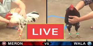 1nguon cung cấp link xem đá gà SV388 tốc độ cao 4K