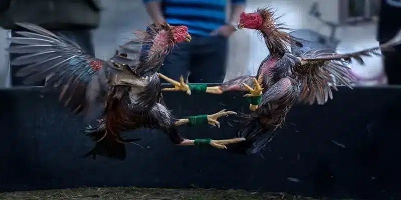 Bồ gà Tonhon cam kết minh bạch tuyệt đối mọi trận đấu