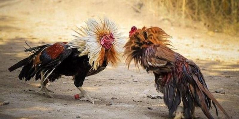 Cập nhật tin tức gà đá 24/7 nhanh nhất tại 1nguon